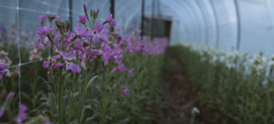 CREEKSIDE FLOWER FARM.PNG